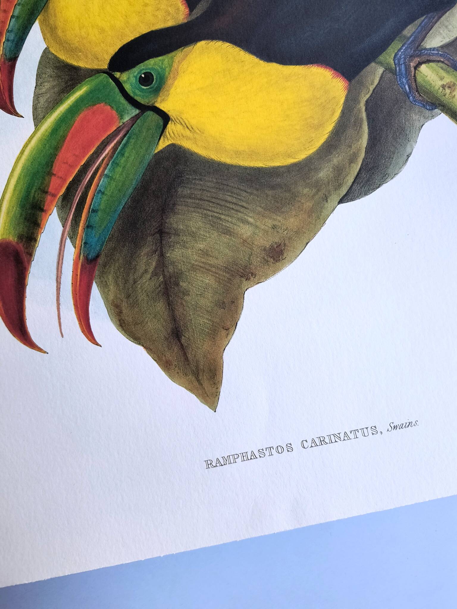 Vintage illustration. Keel-billed Toucan by J. Gould – 33x49cm. Bird print