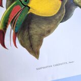 Vintage illustration. Keel-billed Toucan by J. Gould – 33x49cm. Bird print