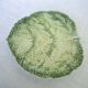 Flat cabbage leaf