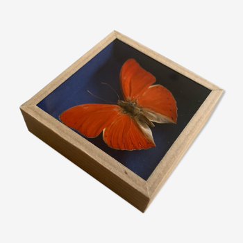 Butterfly naturalized under glass