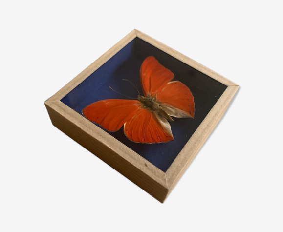 Butterfly naturalized under glass