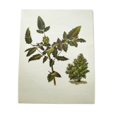 Mahonia Illustration - Vintage Botanical Nature Plate from the 60s