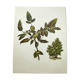 Mahonia Illustration - Vintage Botanical Nature Plate from the 60s