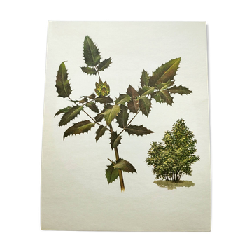 Mahonia Illustration - Vintage Botanical Nature Plate from the 60s