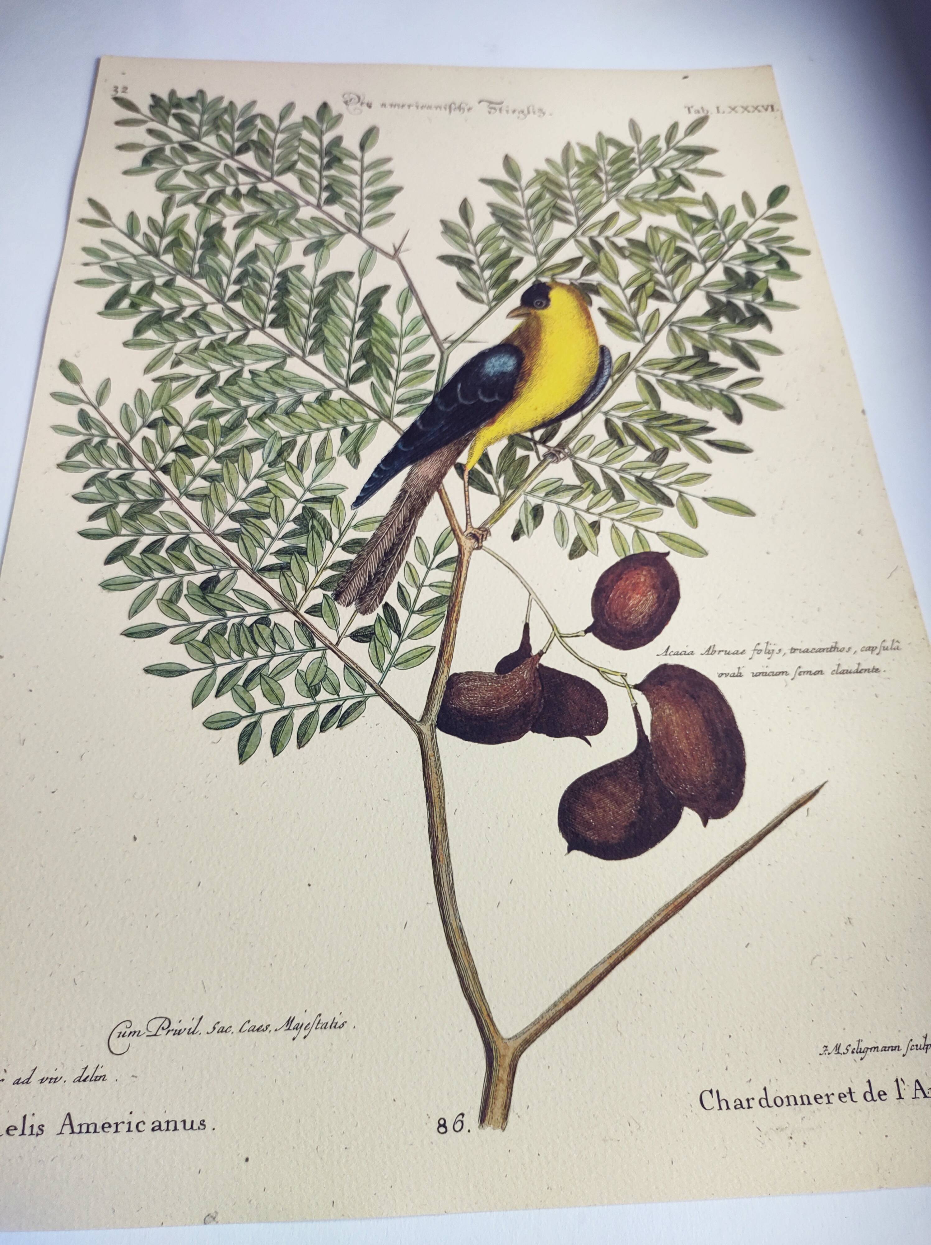 Gravure ancienne oiseau -Chardonneret- Image nature de Seligmann & Catesby