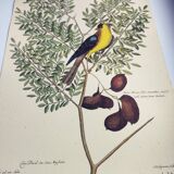 Old bird engraving - Goldfinch - Nature image by Seligmann & Catesby