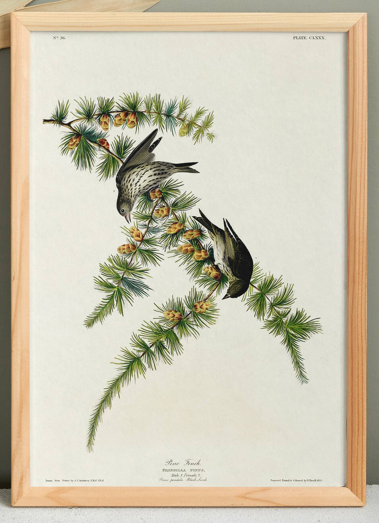 Poster about the Pine Siskin, based on an old engraving from 1827.