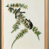 Poster about the Pine Siskin, based on an old engraving from 1827.