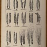 Lithograph on wheat from 1921