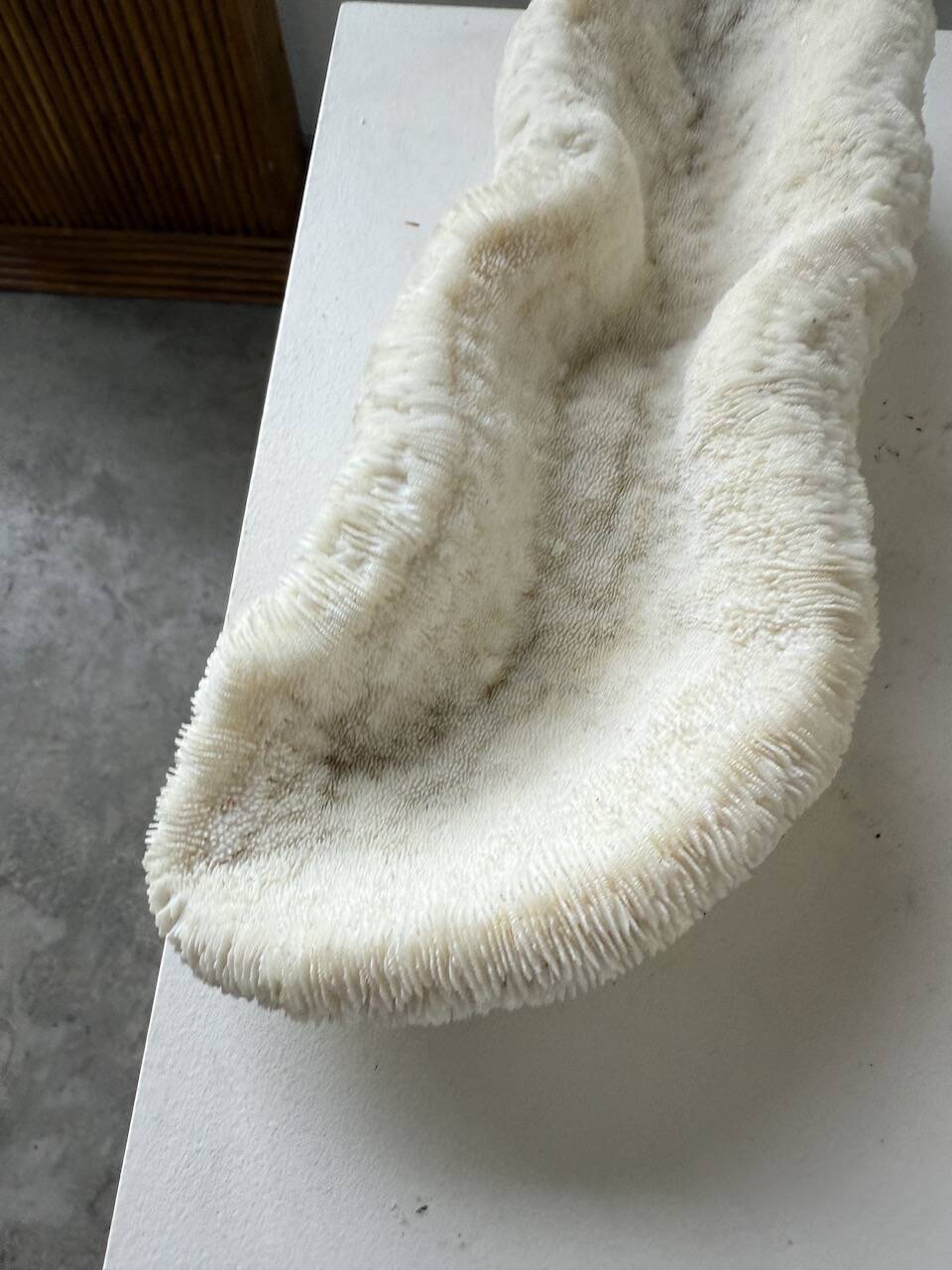 Pair of Fungia "shark cushion" corals