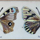 Bas relief painting / earth lepidopterology Butterflies A. Prudhomme Curiosity cabinet