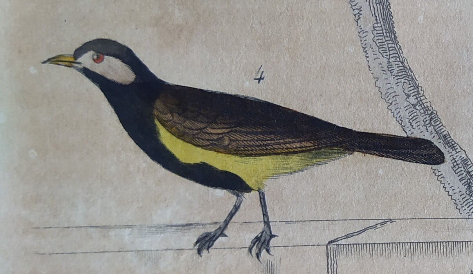 Planche Ornithologique originale " Pitpit bleu - Roitelet - Roitelet mésange - &c... " Buffon 1836
