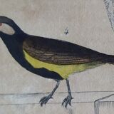 Original Ornithological plate " Pitpit bleu - Roitelet - Roitelet mésange - &c... " Buffon (1836)