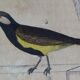 Planche Ornithologique originale " Pitpit bleu - Roitelet - Roitelet mésange - &c... " Buffon 1836