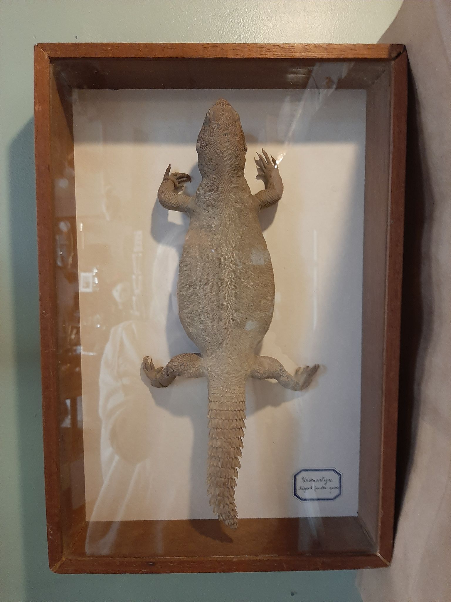 naturalized tail-whip lizard