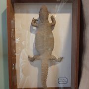 naturalized tail-whip lizard