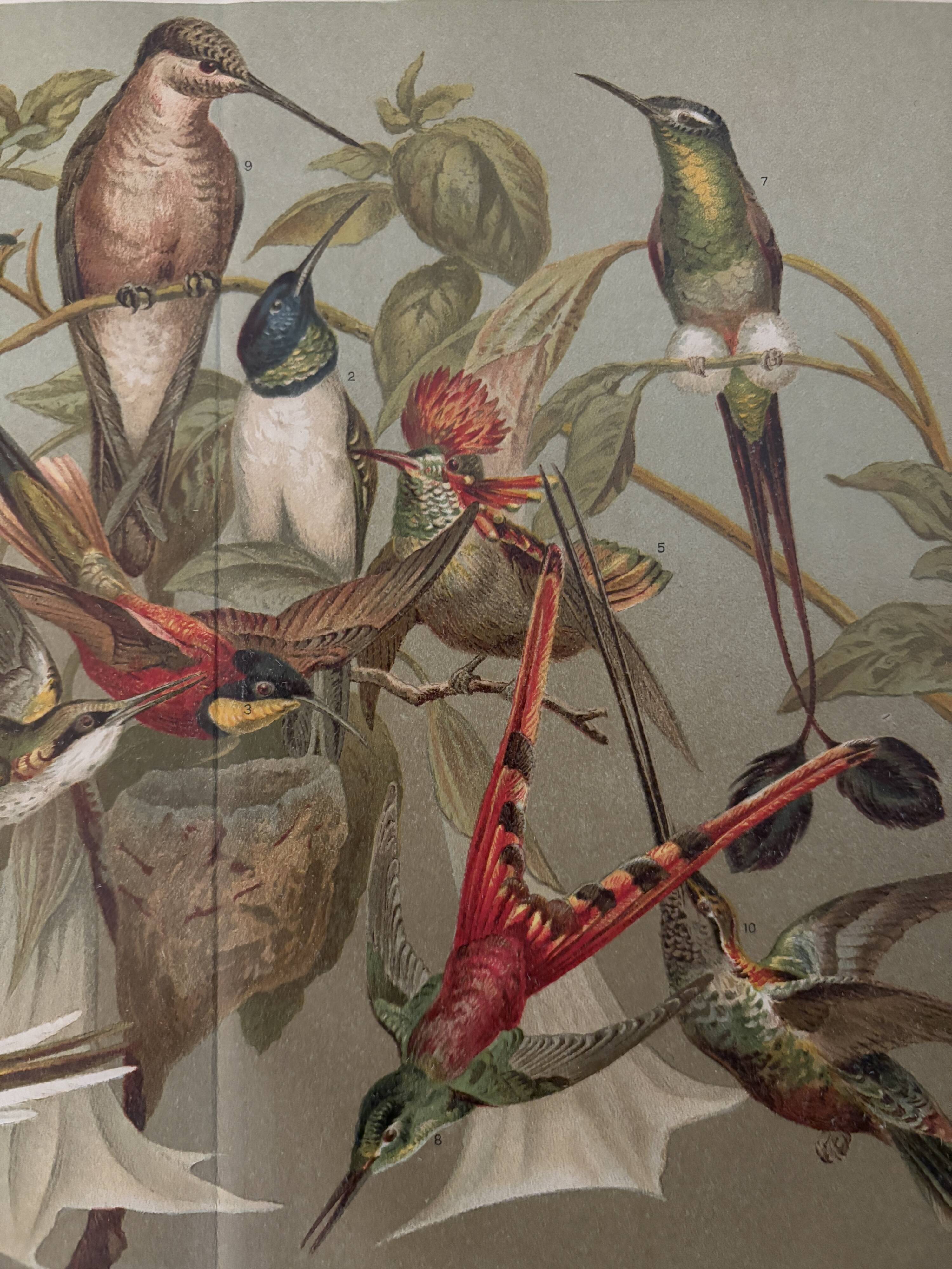 Lithograph engraving of hummingbirds – 1890