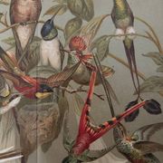 Lithographie gravure sur les colibris – 1890