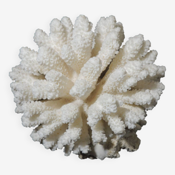 Corail de mer cluster blanc /vintage