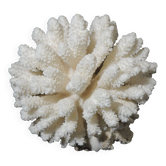 Corail de mer cluster blanc /vintage