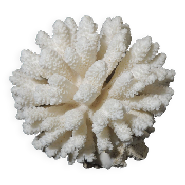Sea coral cluster white/vintage