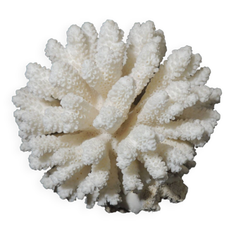 Sea coral cluster white/vintage