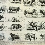 Gravure ancienne 1898, Bœuf, vache, taureau, veau • Lithographie, illustration originale