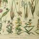 Old engraving from 1921 - Meadow flowers. Wild botanical plate.