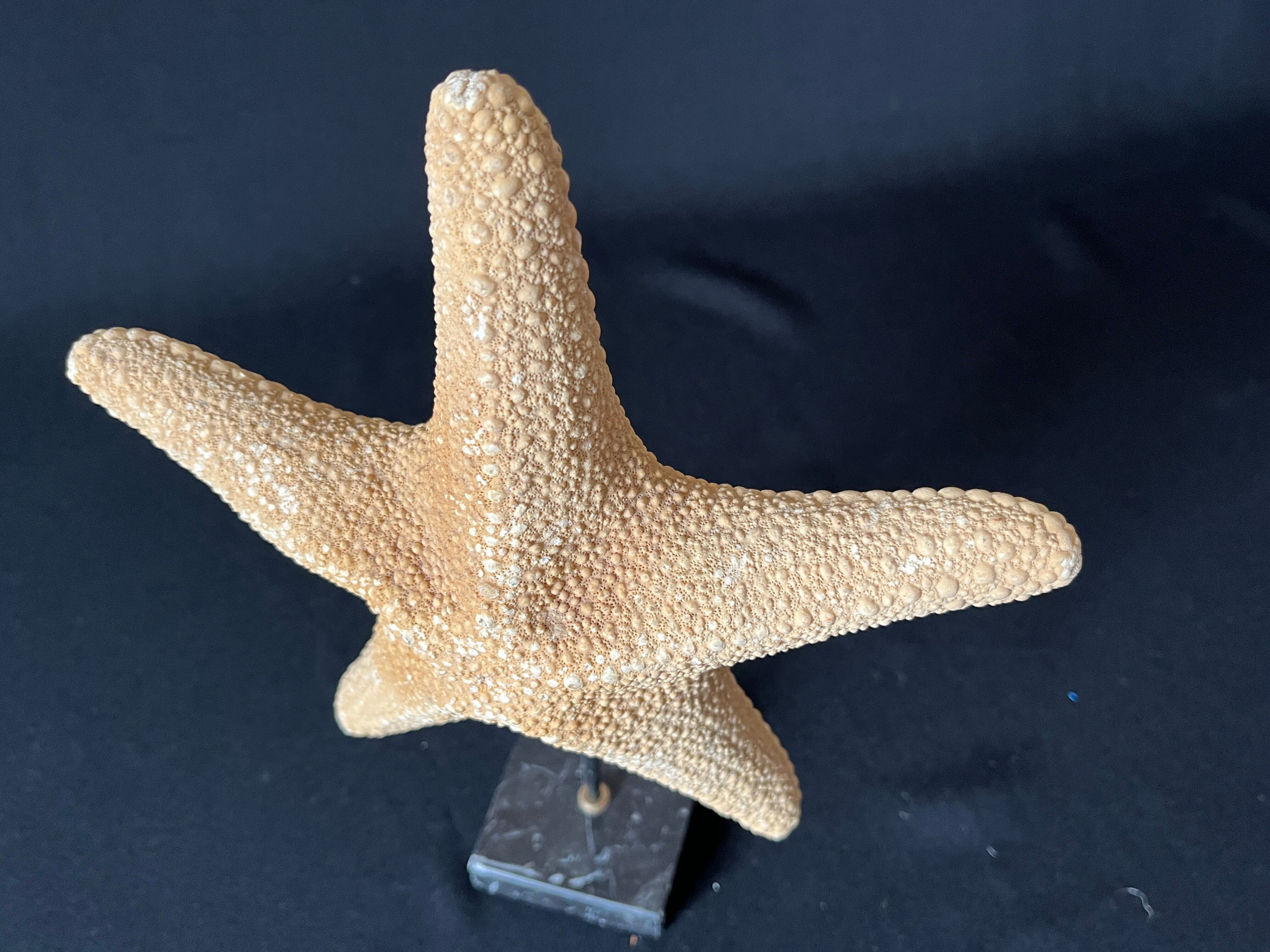 Cabinet of curiosities natural starfish on marble shell base