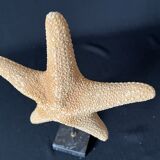 Cabinet of curiosities natural starfish on marble shell base