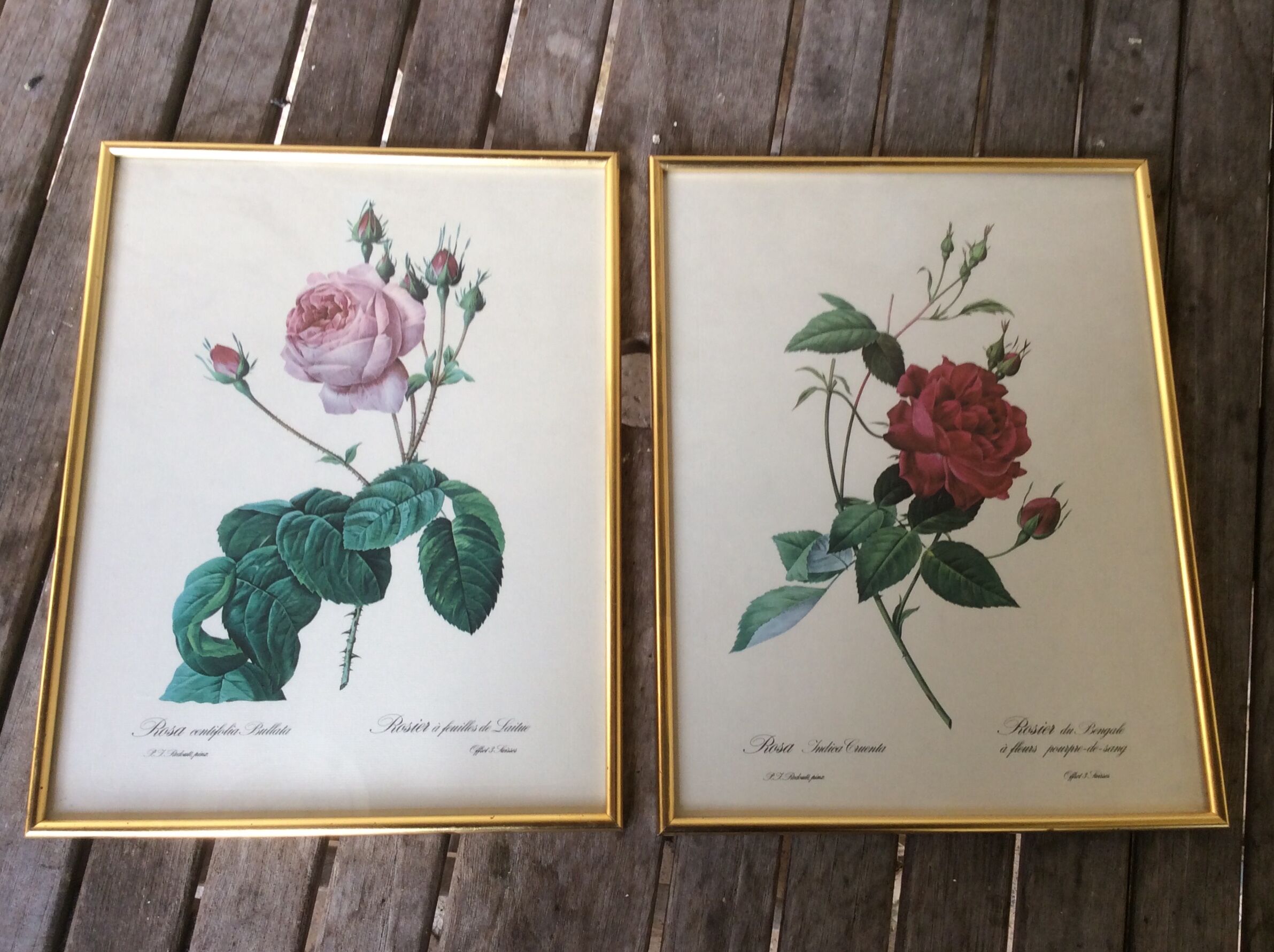 Illustration Feared, lettuce leaf rose