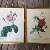 Illustration Feared, lettuce leaf rose