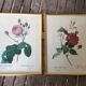 Illustration Feared, lettuce leaf rose