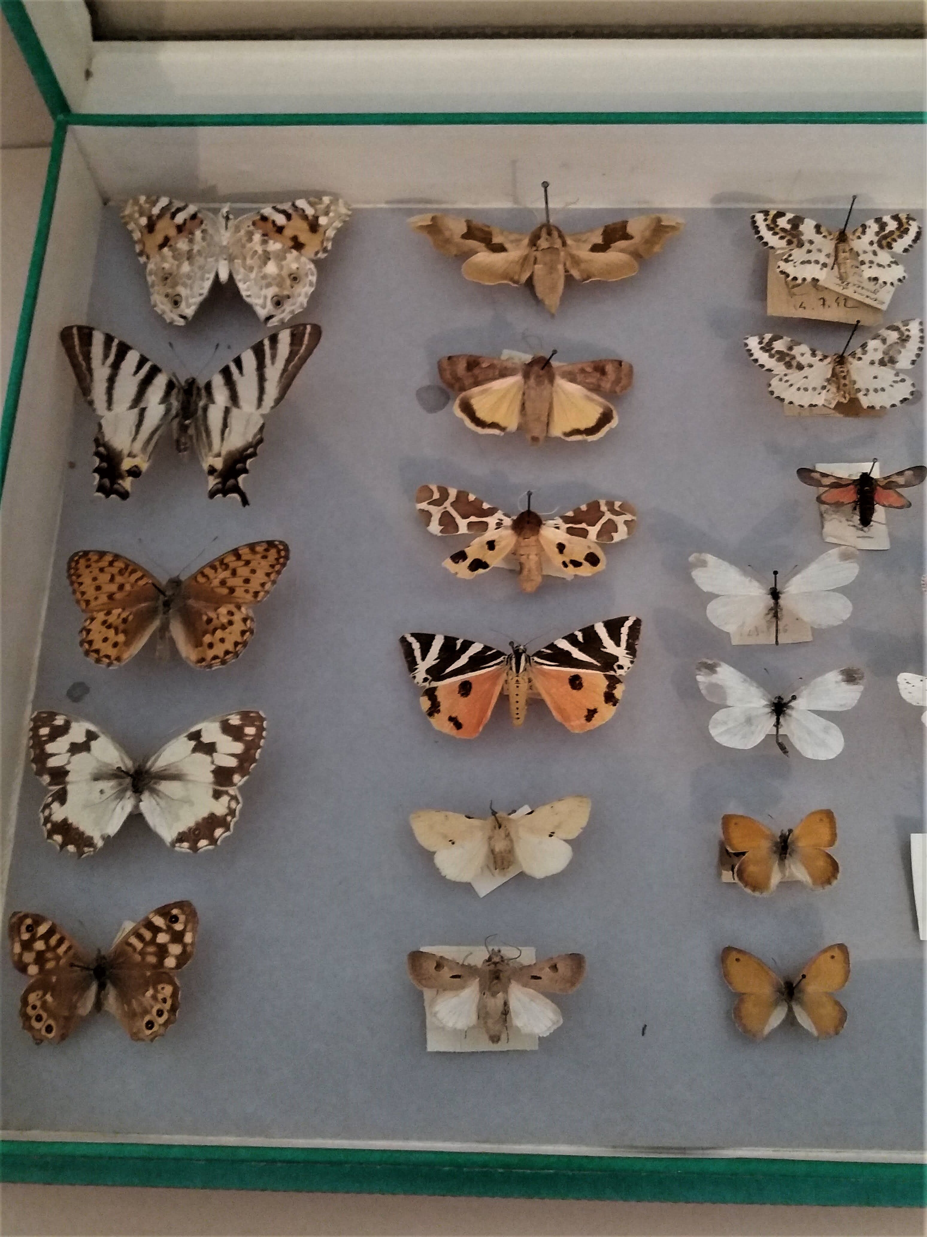 Entomology entomological box with butterflies Nérée Boubée Paris