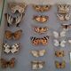 Entomology entomological box with butterflies Nérée Boubée Paris