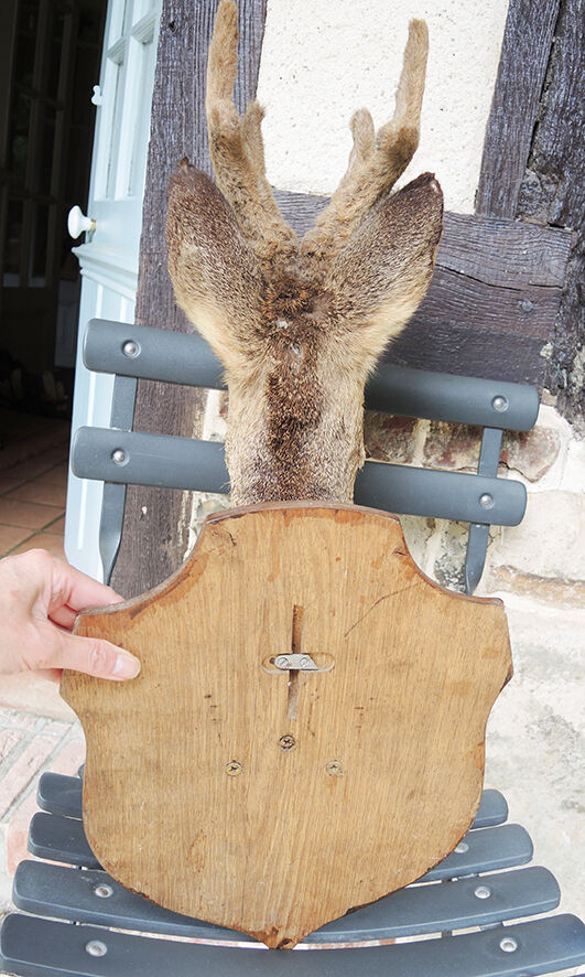 Former hunting trophy