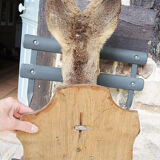 Former hunting trophy