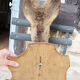 Former hunting trophy