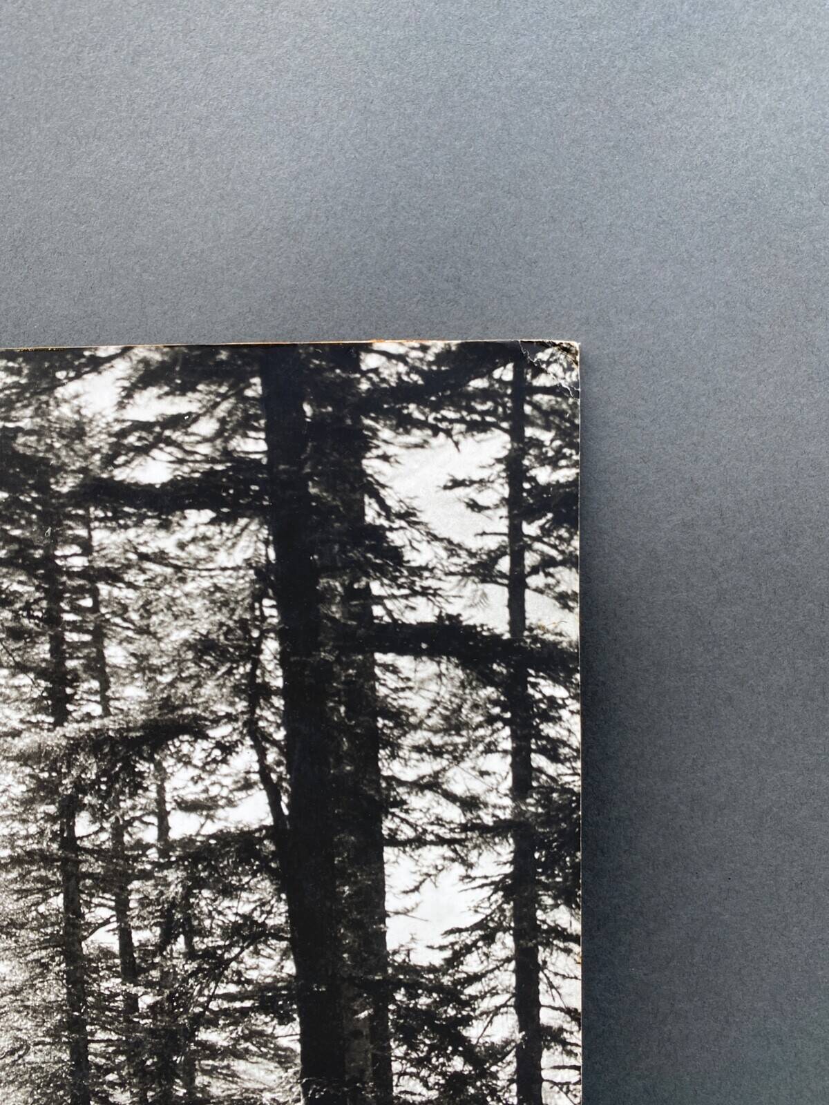 Film photography by Bernard Darot, Sun, Vosges Forest, Nantes Club