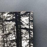 Film photography by Bernard Darot, Sun, Vosges Forest, Nantes Club