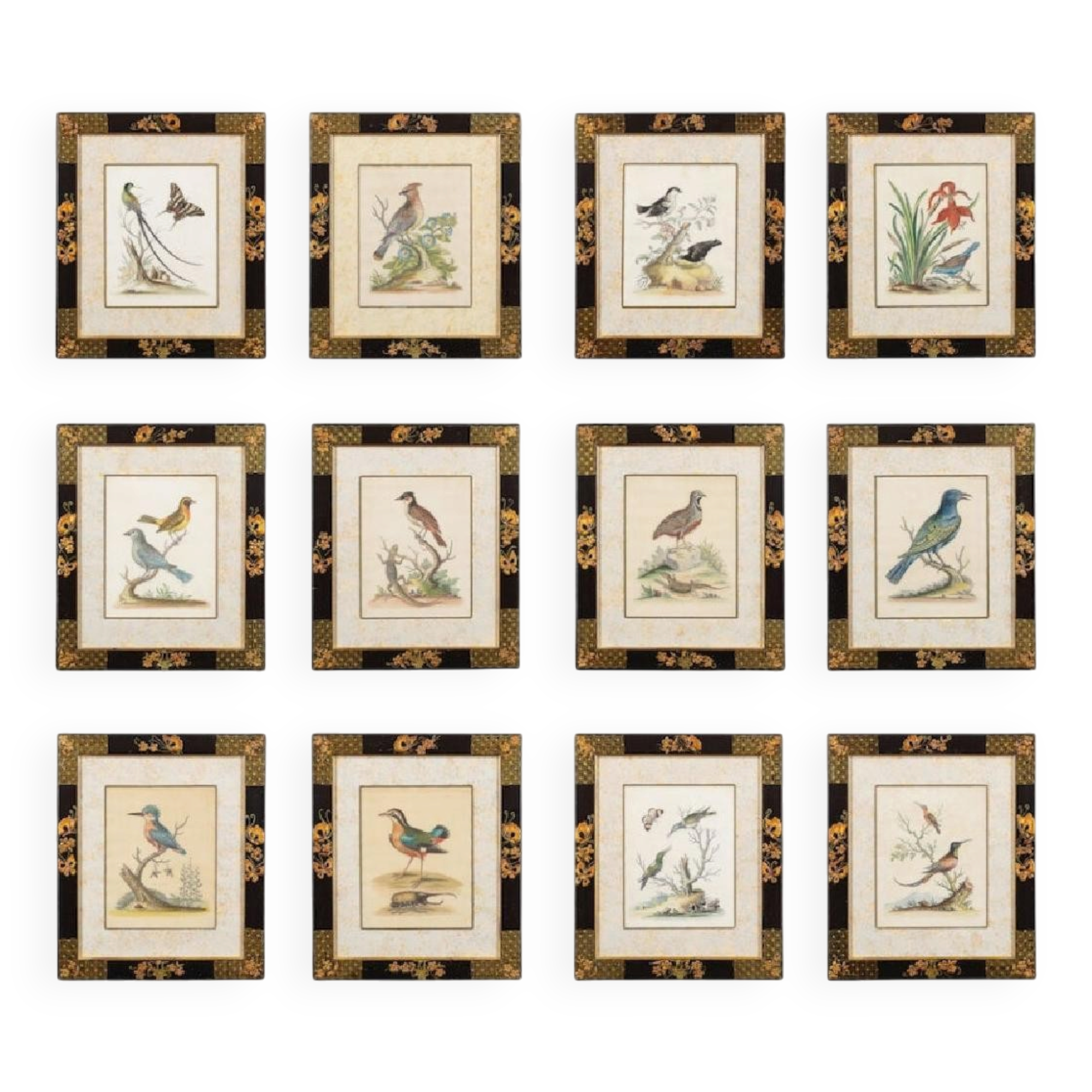 12 hand-coloured ornithological engravings from 1740 by George Edwards.