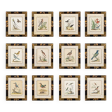 12 hand-coloured ornithological engravings from 1740 by George Edwards.