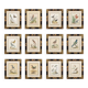 12 hand-coloured ornithological engravings from 1740 by George Edwards.