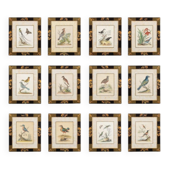 12 hand-coloured ornithological engravings from 1740 by George Edwards.