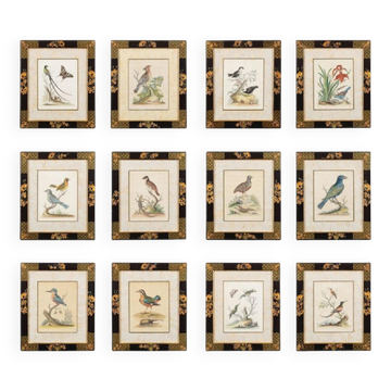 12 gravures ornithologiques colorisées à la main de 1740 par George Edwards