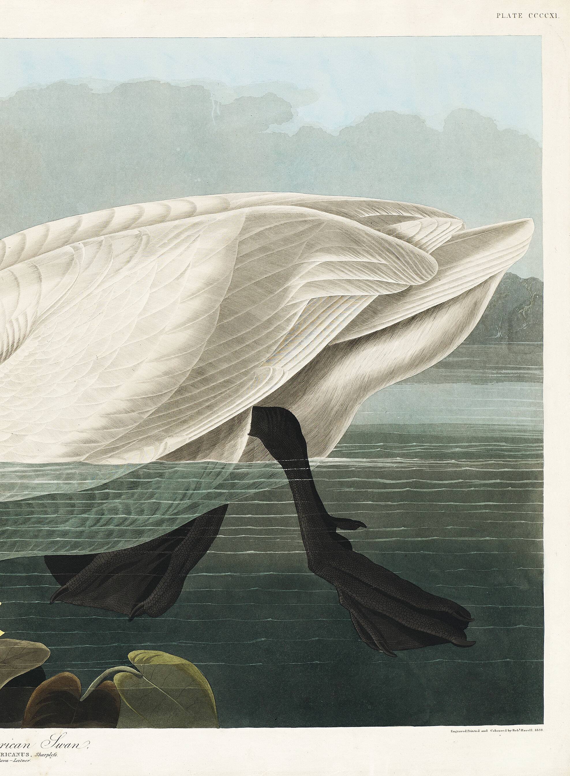 Poster about the trumpeter swan, based on an old engraving from 1827.