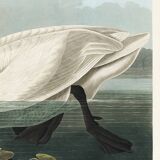 Poster about the trumpeter swan, based on an old engraving from 1827.