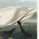Affiche sur le cygne trompette, d’après une gravure ancienne de 1827.