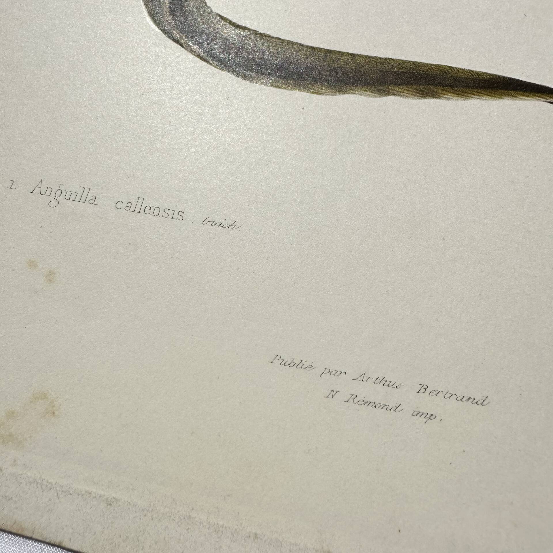 Original Engraving 1840 Coloured Hand-drawn Naturalist Exploration