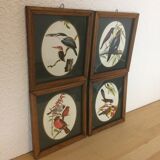 Bird illustrations under frame
